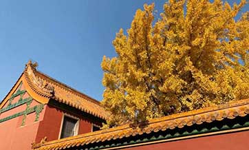 Autumn scenery of Palace Museum in Beijing