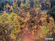 Tourists view ginkgo trees in Hunan