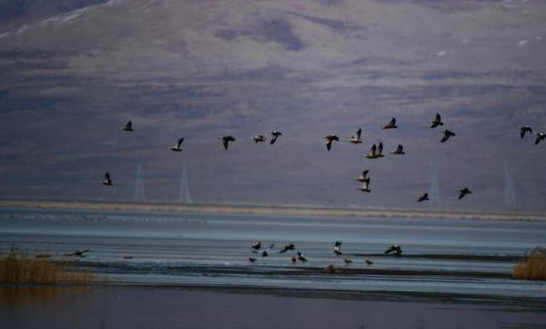 Tens of thousands of wild birds overwinter in NW China's Qinghai