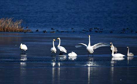 In pics: swans at Huairou Reservoir in Beijing