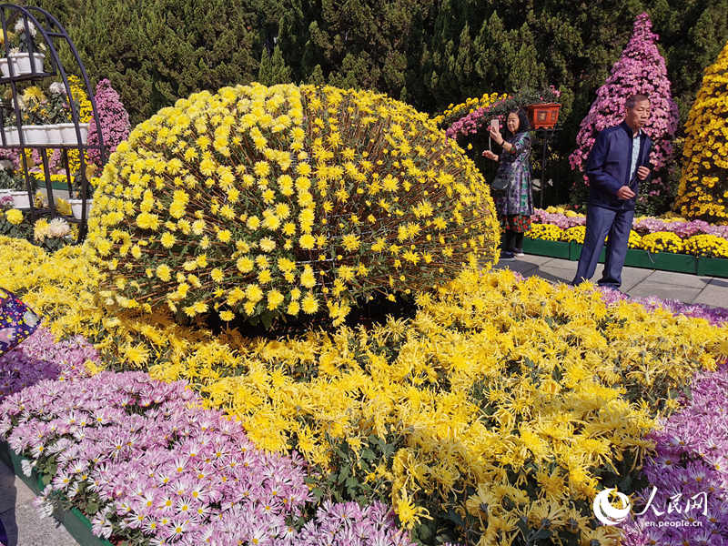 Chrysanthemum Festival held in Guangzhou, South China