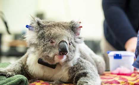 Koalas return to Aussie wild after being rescued from bushfires