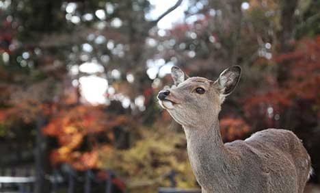 Pics of Nara's deer