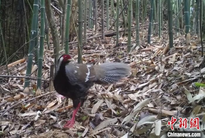 Infrared cameras capture rare animals in central China’s Hunan