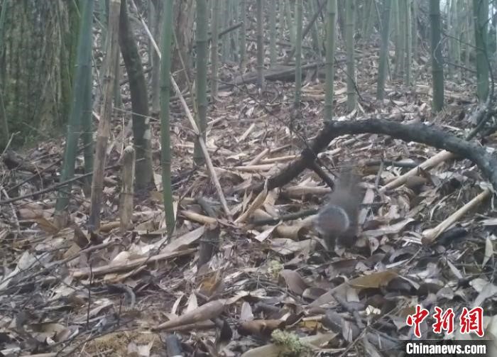 Infrared cameras capture rare animals in central China’s Hunan