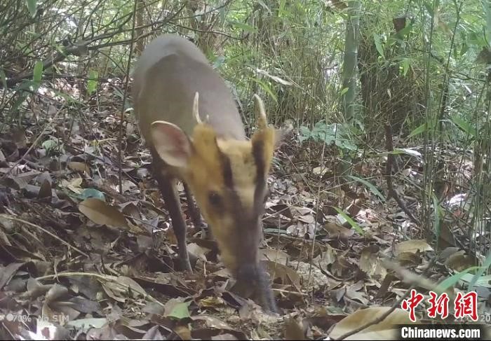 Infrared cameras capture rare animals in central China’s Hunan