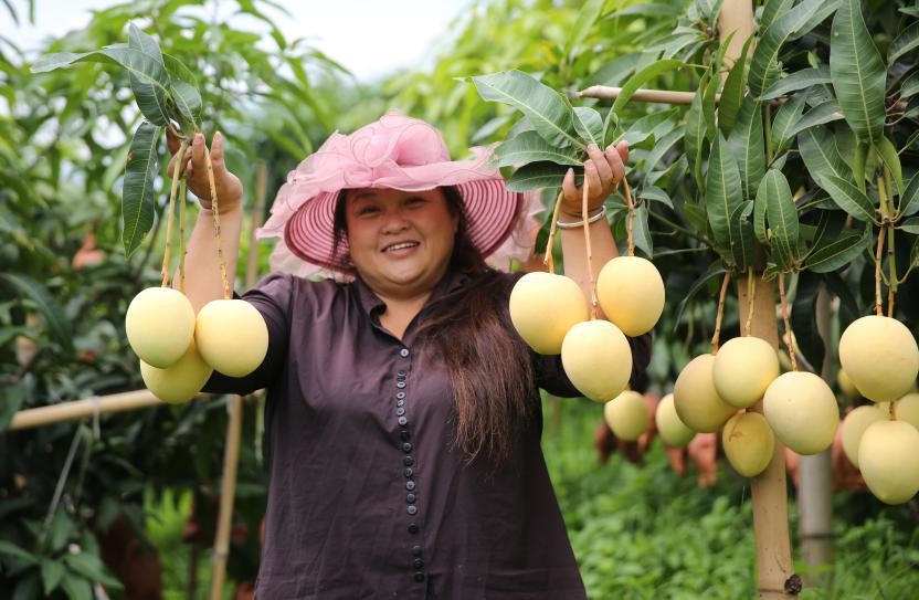 Village in SW China’s Yunnan shakes off poverty by boosting development of mango industry