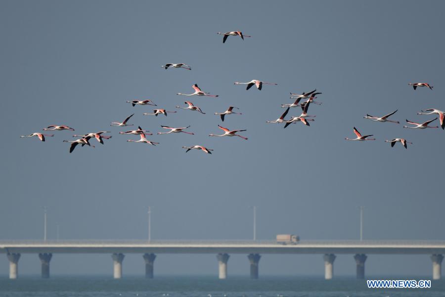 Birds forage in Kuwait City
