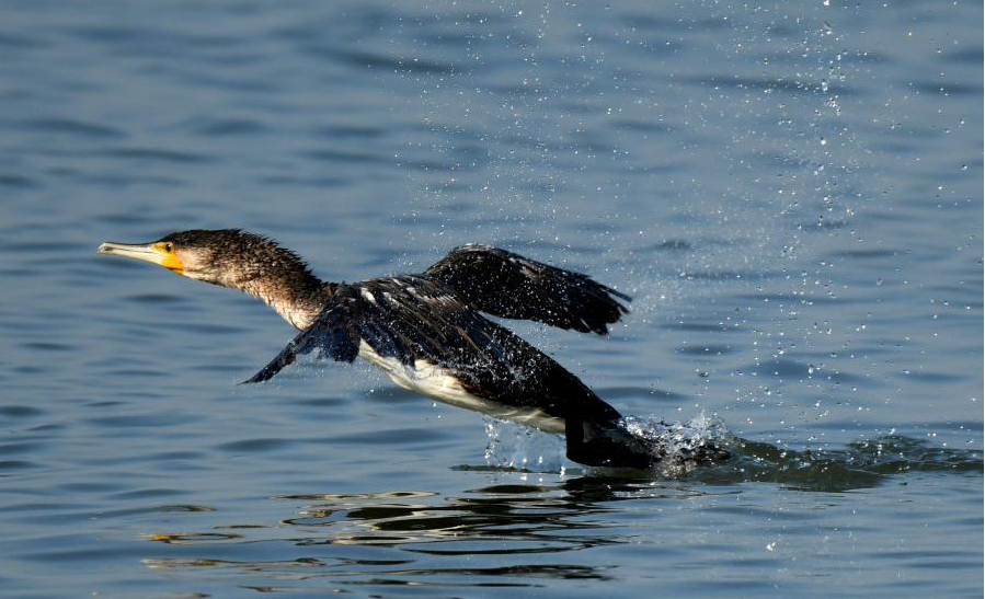 Birds forage in Kuwait City
