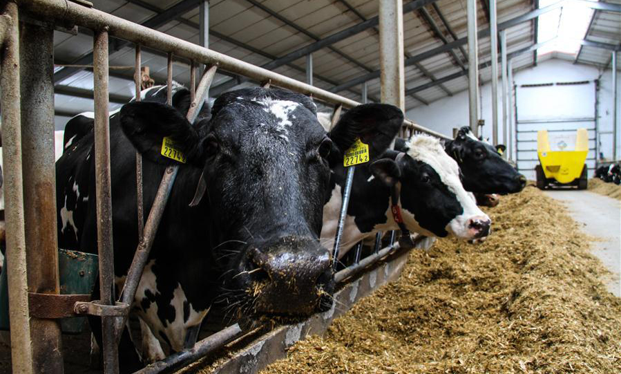Dairy industry continues to boom in north China's Inner Mongolia