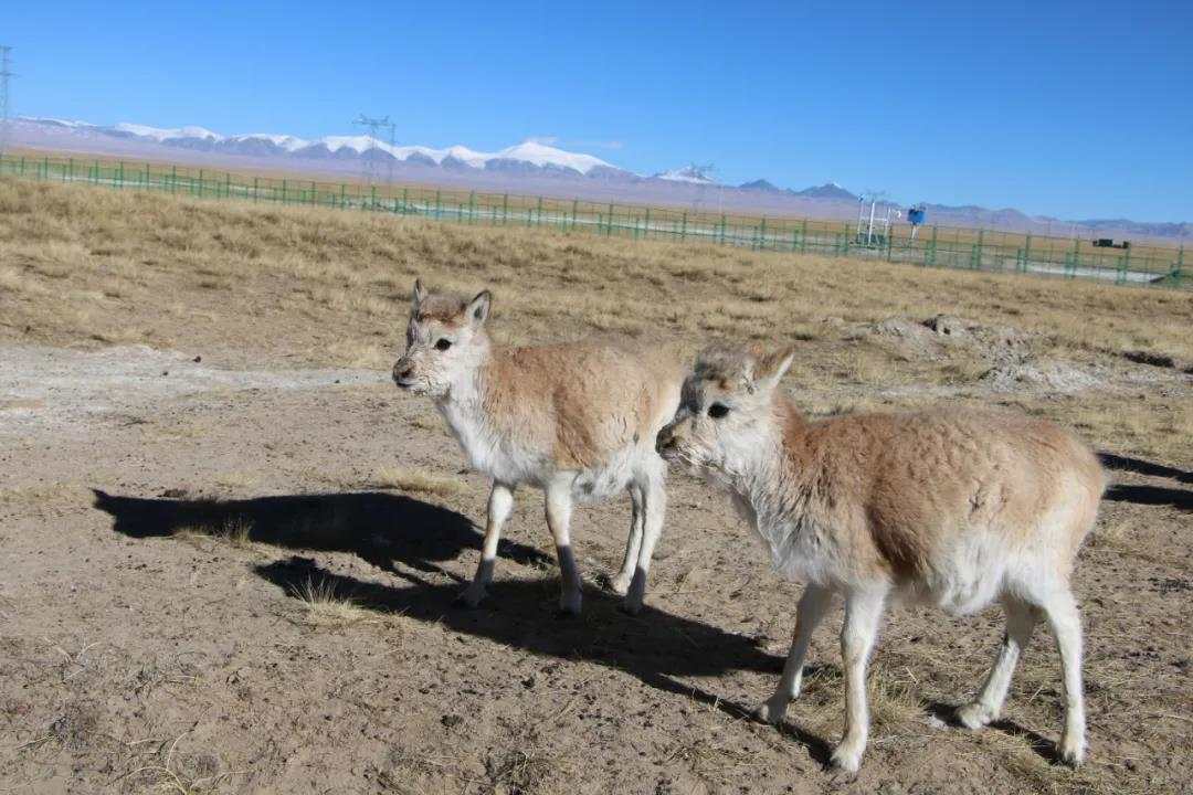 tibetan antelope baby