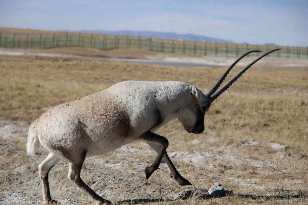 tibetan antelope baby