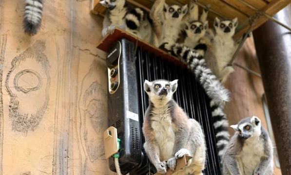 Tropical animals escape cold with customized intimate services in south China's Guangxi