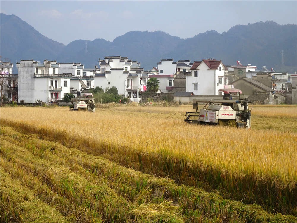 China secures bumper harvest for 17 consecutive years