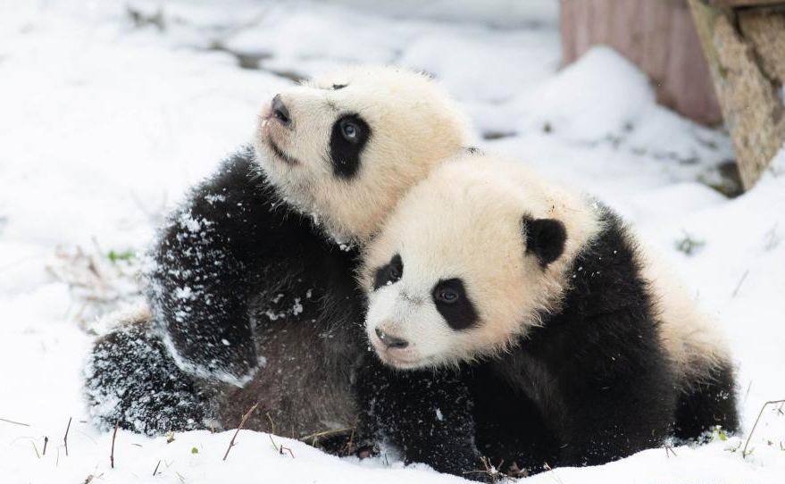 Giant pandas play after snow