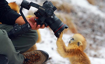 Population of golden snub-nosed monkey in Shennongjia National Park increases