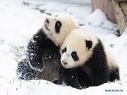 Giant pandas play after snow in Wolong National Nature Reserve