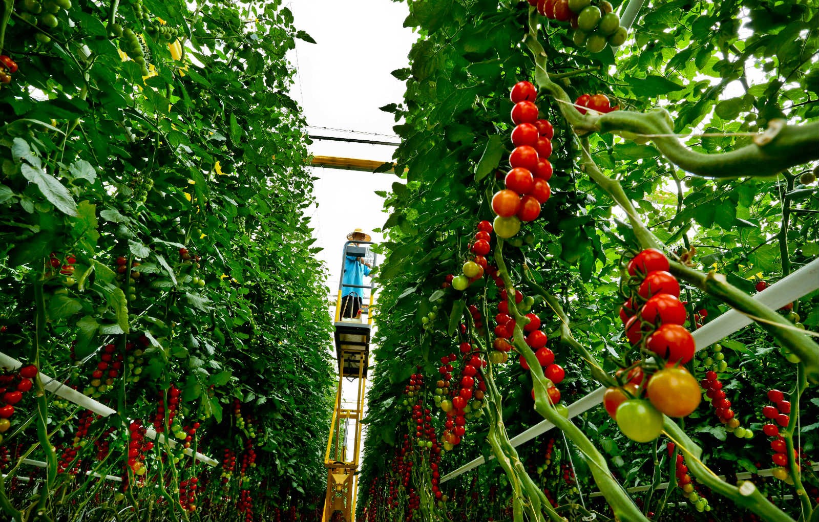 NW China's Zhangye achieves rich fruits in developing agriculture in Gobi desert