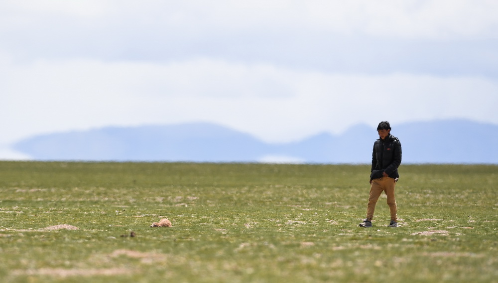 Number of Tibetan antelopes exceeds 200,000 in Tibet