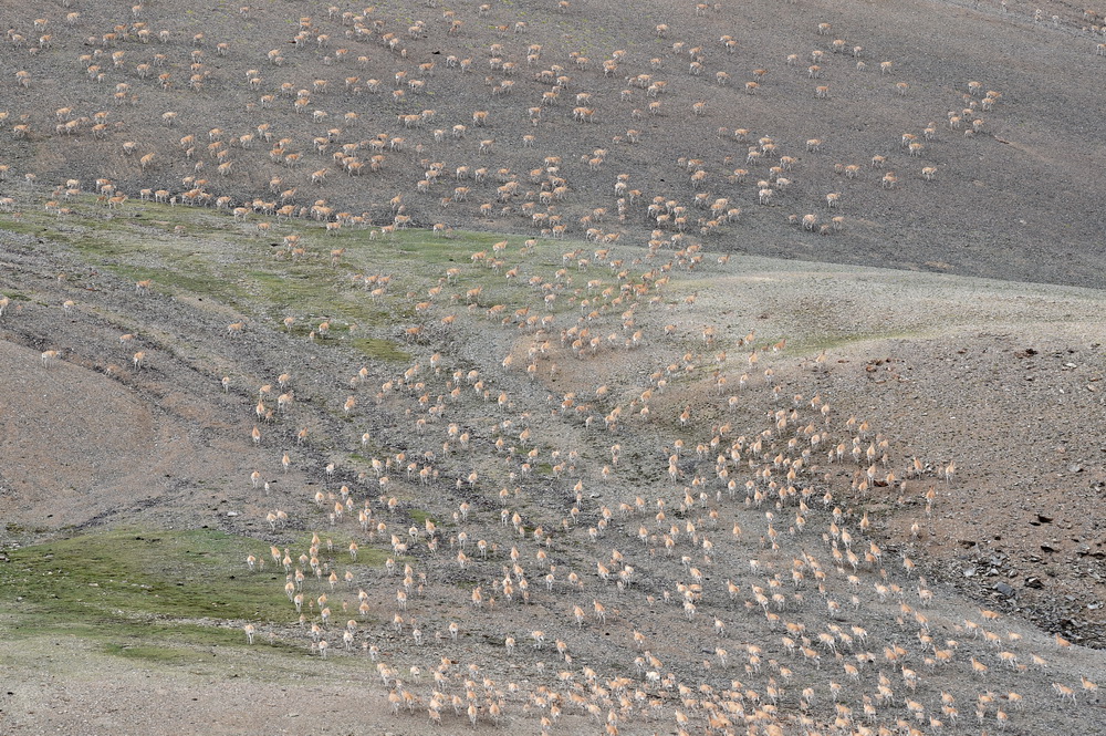 Number of Tibetan antelopes exceeds 200,000 in Tibet