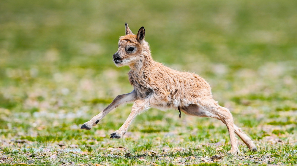 Number of Tibetan antelopes exceeds 200,000 in Tibet