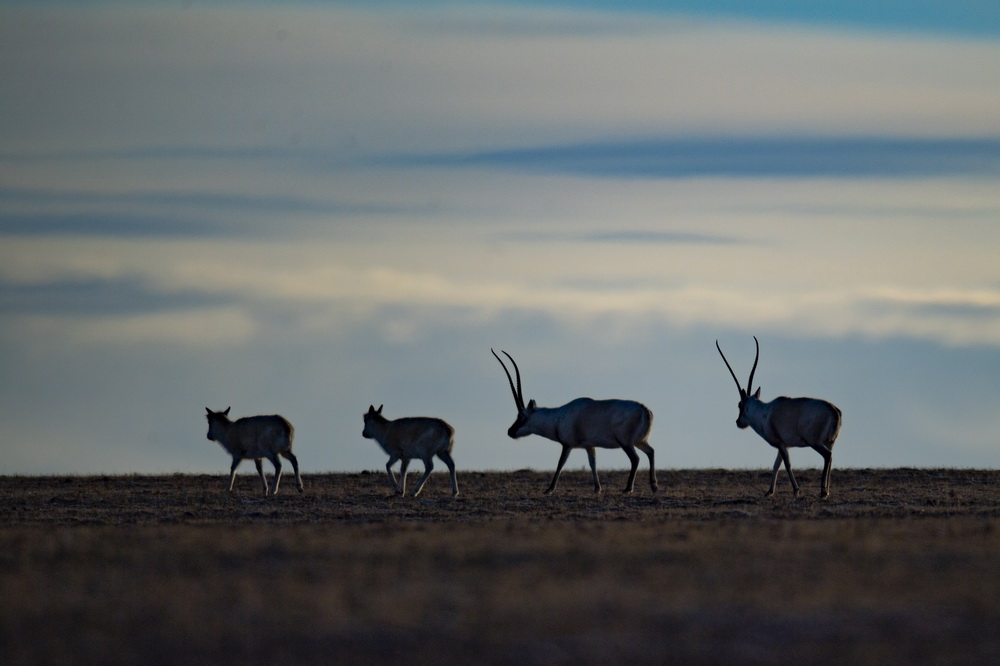 Number of Tibetan antelopes exceeds 200,000 in Tibet