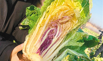 Chinese scientists develop world’s first colorful cabbage