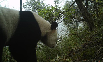 Wild giant panda captured by infrared camera in Pingwu county of SW China’s Sichuan