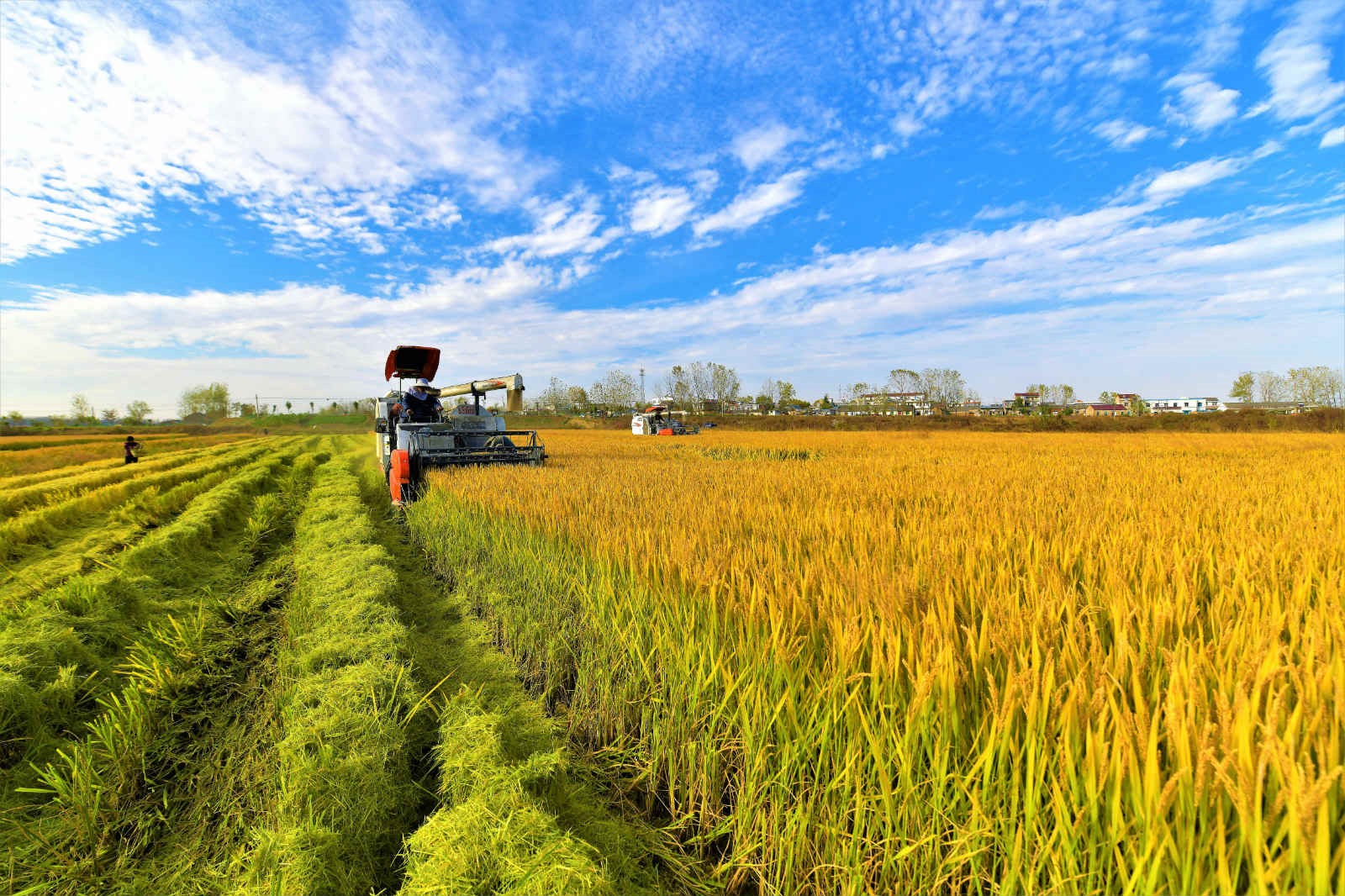 China to advance work related to agriculture, rural areas, farmers with concrete efforts