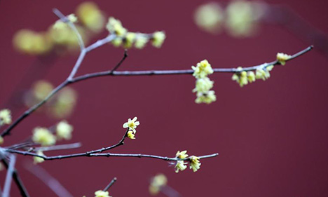 Wintersweet flowers bloom in Nanjing scenic spot