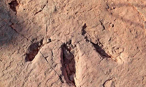 Late Cretaceous dinosaur footprints found in China