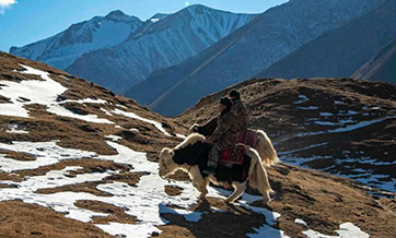 People patrol border with yaks in China's Xinjiang