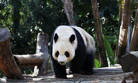 Giant pandas play at park in Haikou