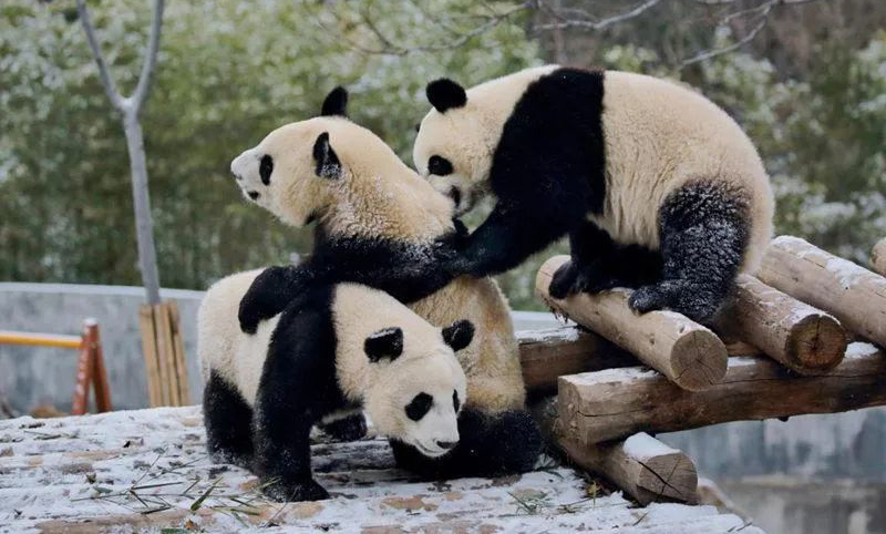 NW China’s Shaanxi to build a giant panda park