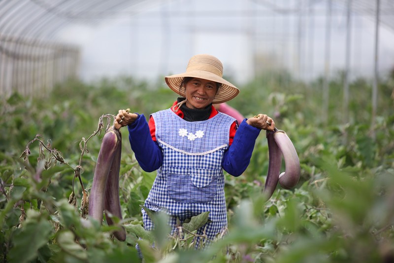 County in SW China makes a name for vegetable production