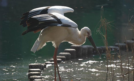 In pics: oriental white stork in healing process in China's Jiangxi