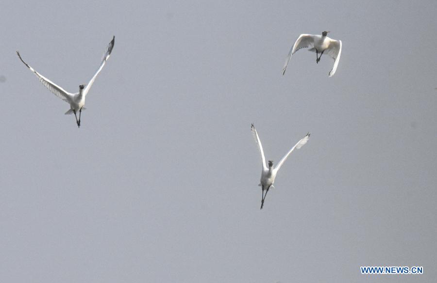 Black-faced spoonbills seen at salt field in Hainan