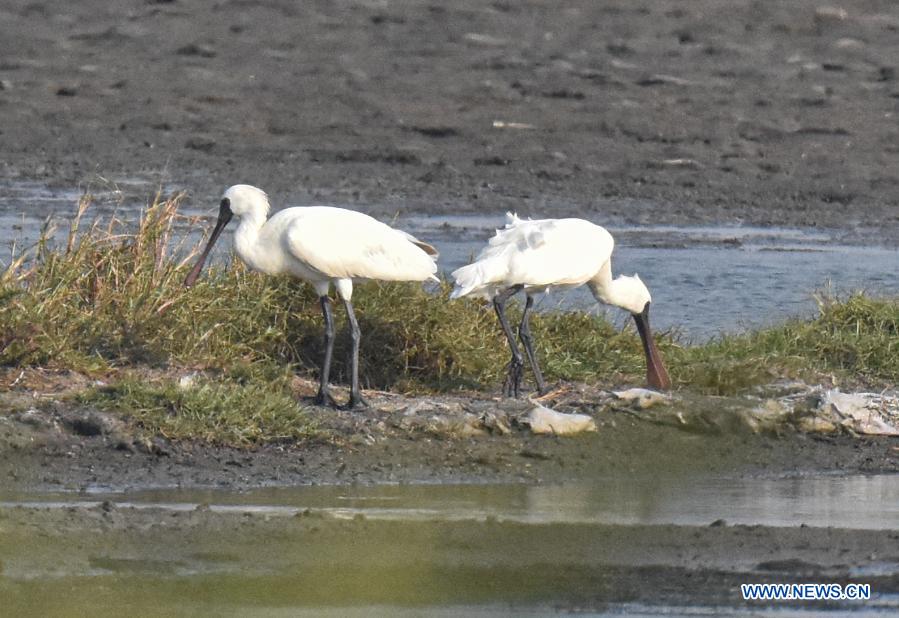 Black-faced spoonbills seen at salt field in Hainan