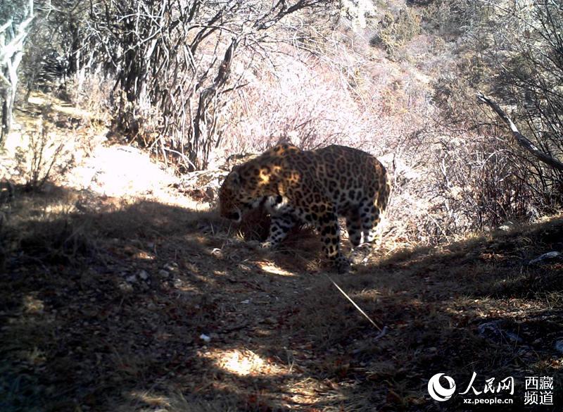 Wild animals frequently spotted along a river valley in Tibet, indicating improving biodiversity