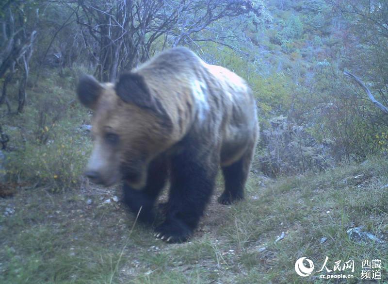 Wild animals frequently spotted along a river valley in Tibet, indicating  improving biodiversity (4) - People's Daily Online