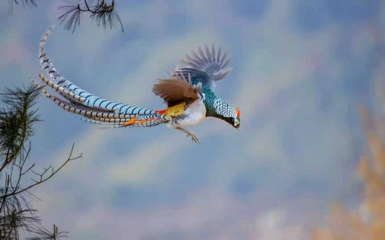 Lady Amherst Pheasant Tail Feather - China Lady Pheasant Feather