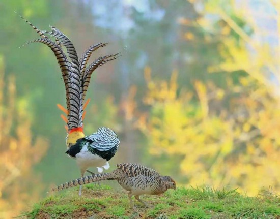 Lady Amherst's Pheasant