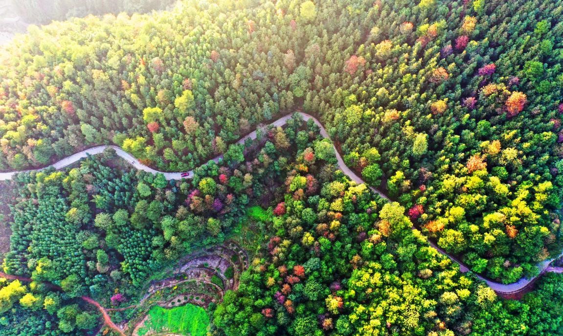 China's forest carbon reserve hits 9.2 billion tonnes
