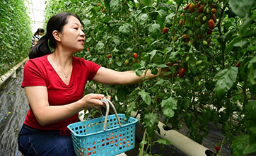 Zhenjiang in east China builds "smart brain" for vegetable planting