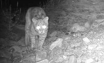 Wild leopard cats captured on camera for first time at a nature reserve in NW China