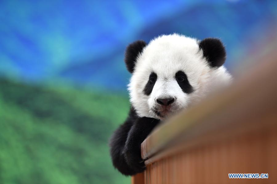 Giant panda cubs play at Qinling breeding and research center in Shaanxi