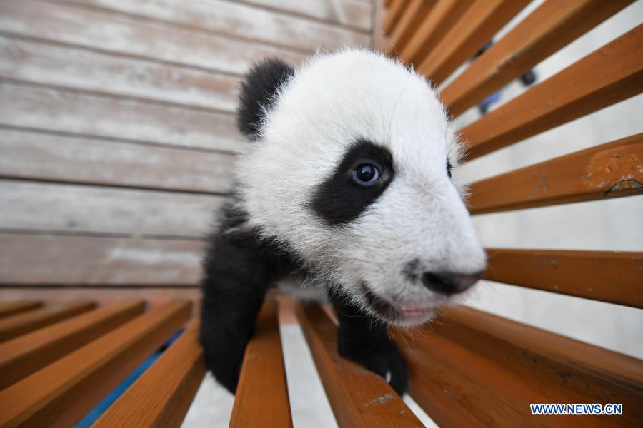 Giant panda cubs play at Qinling breeding and research center in Shaanxi