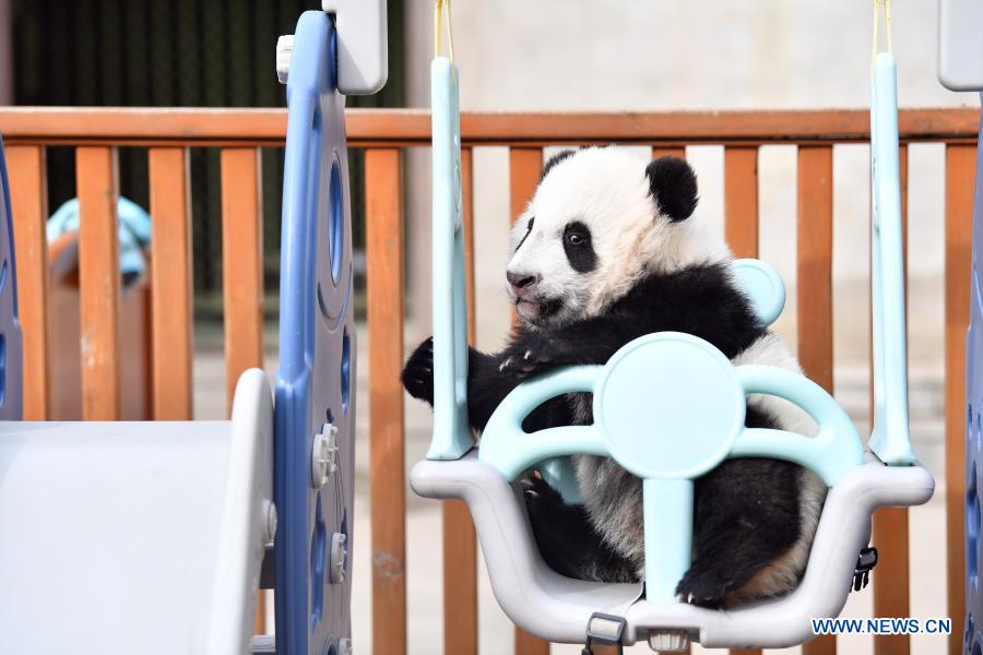 Giant panda cubs play at Qinling breeding and research center in Shaanxi