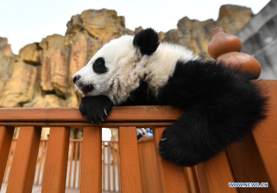 Giant panda cubs play at Qinling breeding and research center in Shaanxi