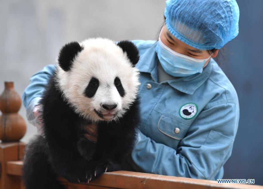 Giant panda cubs play at Qinling breeding and research center in Shaanxi